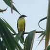 Rusty-margined Flycatcher